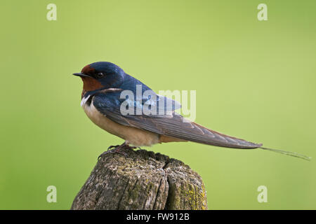 Rauchschwalbe / Rauchschwalbe (Hirundo Rustica) sitzt auf einem hölzernen Zaunpfosten an einem schönen sauberen Hintergrund der grünen Wiese Stockfoto