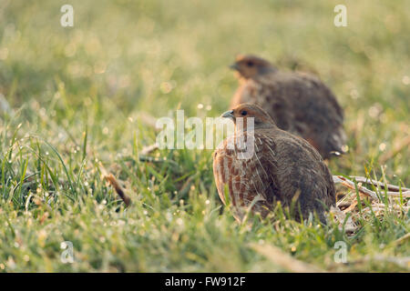 Graue Rebhühner / Rebhuehner (Perdix Perdix), paar, sitzen in nassem Rasen, am frühen Morgen Hintergrundbeleuchtung Situation, gerade um. Stockfoto