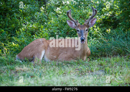 White-Tailed-8 Punkt Buck Resting mit offenen Mund Stockfoto