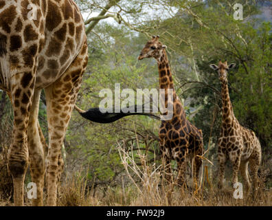 Giraffe im Phinda Wildreservat KwaZulu Natal, Südafrika Stockfoto