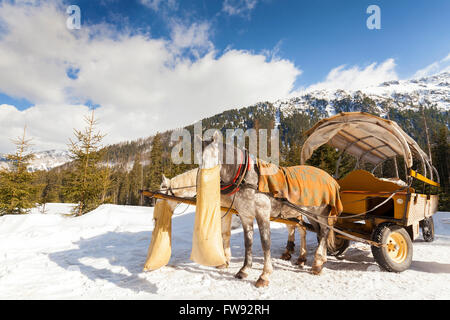 Zwei Pferde Essen Hafer aus Jute-Tasche nach Kutsche fahren durch die Lake Morskie Oko in der hohen Tatra, Polen. Stockfoto