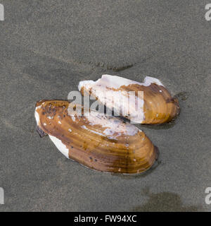 Muschel auf Sand, Cox Bay, Pacific Rim National Park Reserve, Tofino, Vancouver Island, British Columbia, Kanada Stockfoto
