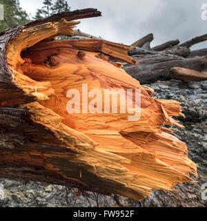 Treibholz auf Küste, Pacific Rim National Park Reserve, Britisch-Kolumbien, Kanada Stockfoto