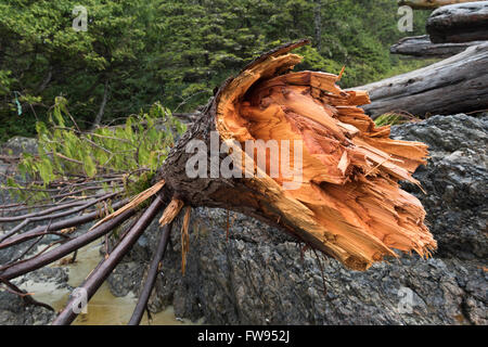 Treibholz auf Küste, Pacific Rim National Park Reserve, Britisch-Kolumbien, Kanada Stockfoto