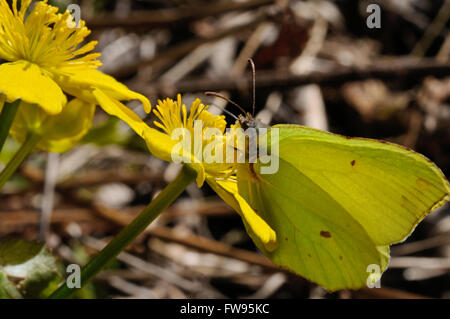 Schmetterling Zitronenfalter (Gonepteryx Rhamni Powedery) sitzt auf einer Blume Marsh Marigold, Puumala, Finnland Stockfoto