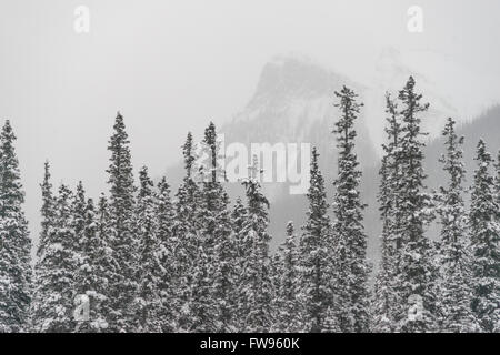 Schneebedeckte Bäume mit Berg im Hintergrund, Johnson Canyon, Banff Nationalpark, Alberta, Kanada Stockfoto