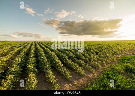 Reifende Soja Greenfield, Agrarlandschaft Stockfoto