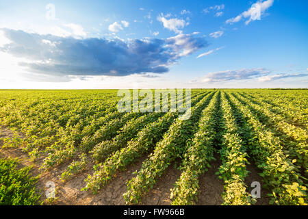 Reifende Soja Greenfield, Agrarlandschaft Stockfoto
