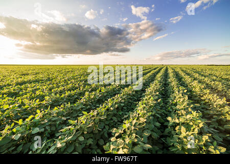 Reifende Soja Greenfield, Agrarlandschaft Stockfoto