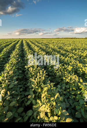 Reifende Soja Greenfield, Agrarlandschaft Stockfoto