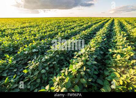 Reifende Soja Greenfield, Agrarlandschaft Stockfoto