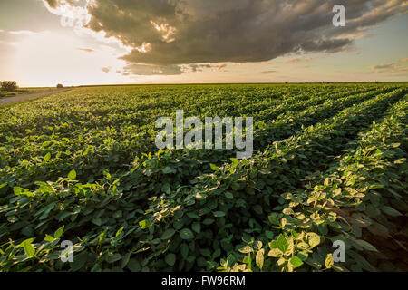Reifende Soja Greenfield, Agrarlandschaft Stockfoto