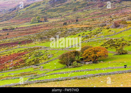 Dulyn Tal gesehen von Pen-y-Energiebereich eine Wallburg Bronzezeit nahe dem Dorf von Llanbedr-y-vieler, Conwy, Wales, Vereinigtes Königreich Stockfoto