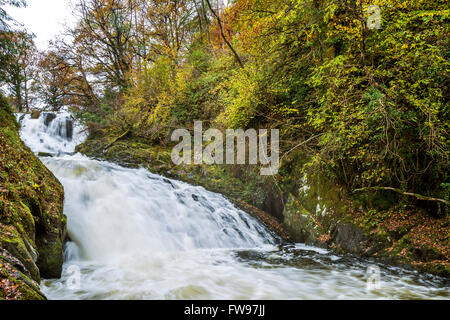 Swallow Falls befindet sich auf der Afon Llugwy in der Nähe von Betws-y-Coed, Conwy, Wales, Vereinigtes Königreich, Europa. Stockfoto