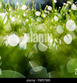Nahaufnahme der Tau fällt reflektiert Sonnenlicht am frühen Morgen auf einem grünen Rasen in einem flachen Winkel gedreht Stockfoto