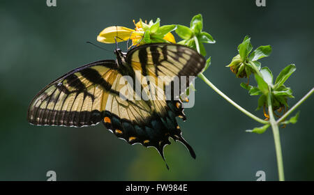 Schmetterling auf Caesars Head State Park Wandern. Stockfoto