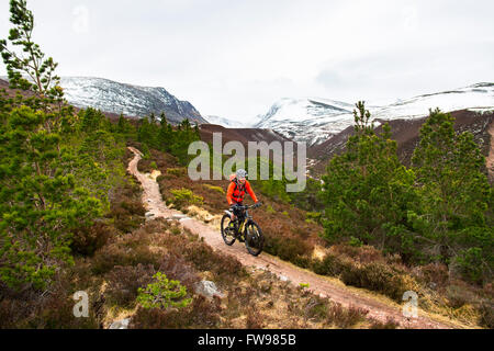 Mountainbiker im Rothiemurchus Forest Cairngorms National Park Highland Schottland: die Lücke des Lairig Ghru und schneebedeckten Gipfel der Stockfoto