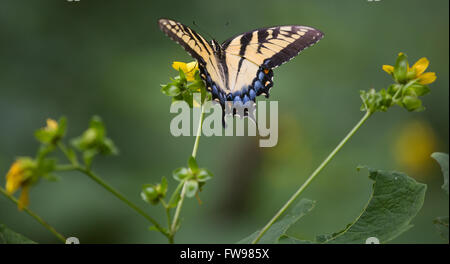 Schmetterling auf Caesars Head State Park in South Carolina. Stockfoto