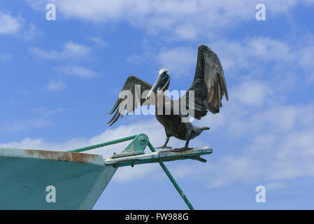 Brauner Pelikan (Pelecanus Occidentalis) trocknen seine Flügel auf einem Boot im Hafen auf der Insel San Cristobal Baquerizo. Stockfoto