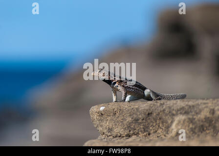 Galapagos Lava Eidechse (Microlophus Albemariensis) auf einem Felsen Stockfoto