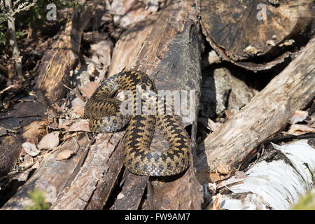 Adder (Vipera berus) auf Holzpfahl in Berkshire, England, Vereinigtes Königreich Stockfoto