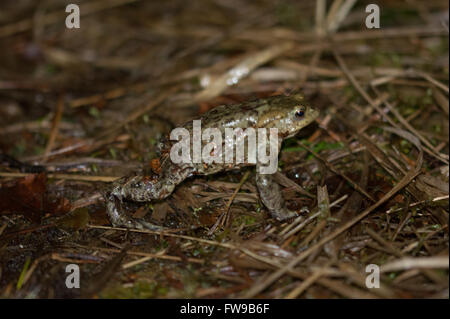 Gemeinsamen Kröte (Bufo Bufo) neben einem Teich Surrey in England in der Nacht Stockfoto