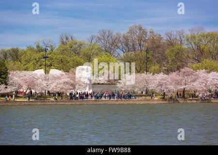 WASHINGTON, DC, USA - Martin Luther King, Jr. Memorial und Kirschbäume blühen am Tidal Basin. Stockfoto