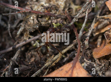 Nahaufnahme des südlichen Waldameise (Formica Rufa) mit Vegetation auf einem Surrey Heide in England Stockfoto