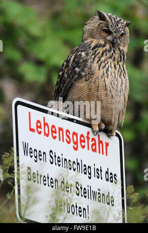 Uhu / Europäischer Uhu ( Bubo bubo ) thront auf einem Schild, das vor akuter Lebensgefahr durch Steinschlag, Wildtiere, Europa warnt. Stockfoto