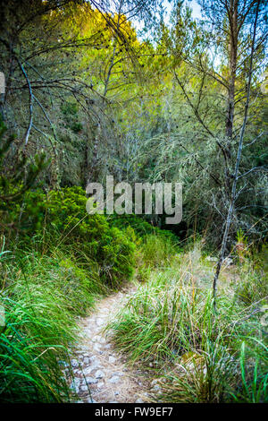 Stony biegen Weg in eine Landschaft zwischen grünen Bäumen und Rasen Stockfoto