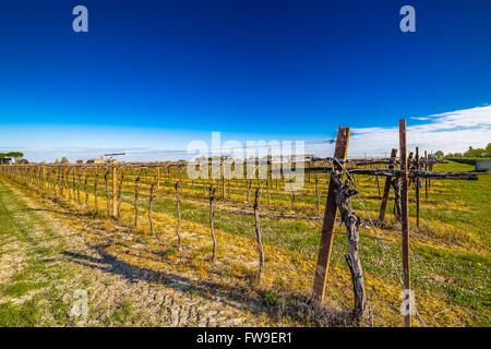 Junge Weinreben angebaut in der traditionellen Landwirtschaft in der Landschaft der Romagna in Italien Stockfoto