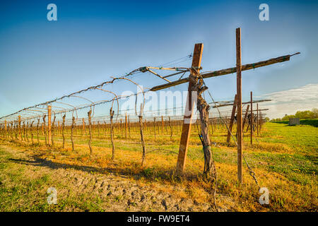 Junge Weinreben angebaut in der traditionellen Landwirtschaft in der Landschaft der Romagna in Italien Stockfoto