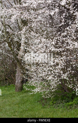 Prunus Spinosa. Schlehe-Blüten im Frühjahr. Stockfoto