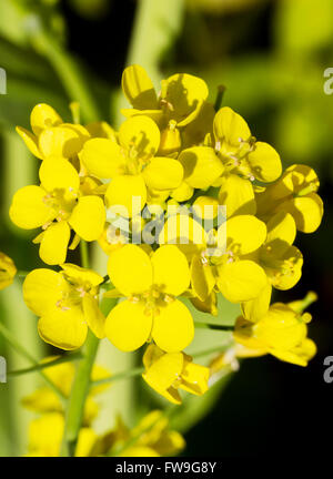 Blumen von der Chinakohl (Brassica Rapa Subspecies Chinensis) Chinakohl Stockfoto