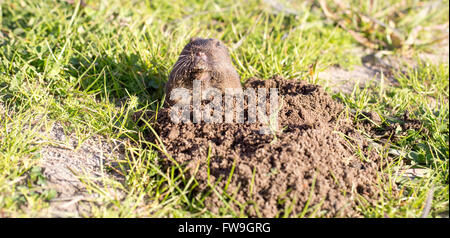 Botta's Pocket Gopher guckt über die Baue Stockfoto