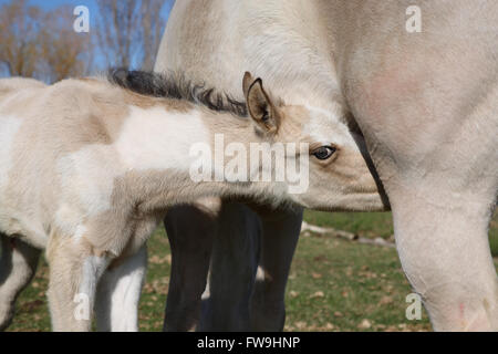 Neugeborenes Pferd, das aus der Nahaufnahme der Mutter anstaust Stockfoto