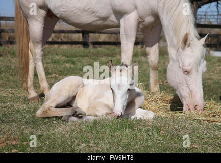 weiße Erwachsene Pferde und Fohlen zusammen in ein Feld Weiden auf Rasen Stockfoto