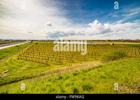 Reihen von Obstgärten neben Sonnenkollektoren in der Landschaft der Romagna Stockfoto