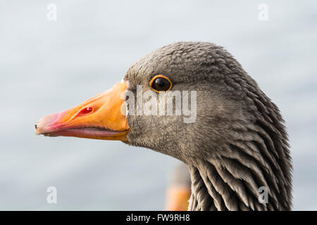 Nahaufnahme des Kopfes einer Graugans, oder Anser anser, ist ein Vogel aus der Wasservogelfamilie Anatidae Stockfoto