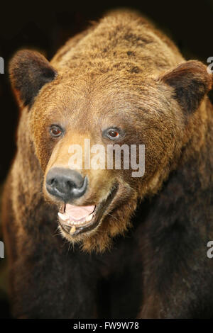 Schuss in den Kopf des eurasischen oder europäischer Braunbär Stockfoto