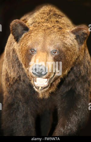 Schuss in den Kopf des eurasischen oder europäischer Braunbär Stockfoto