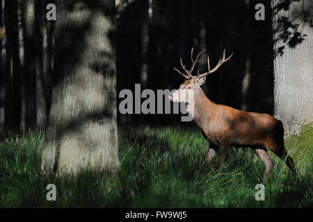 Rothirsch / Rothirsch (Cervus Elaphus), junger Erwachsener, zu Fuß entlang der Kante des sonnenverwöhnten dunklen Wald. Stockfoto