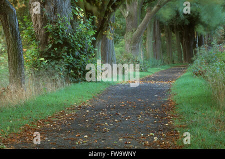 Ein Waldweg, Duderstadt, Deutschland Stockfoto