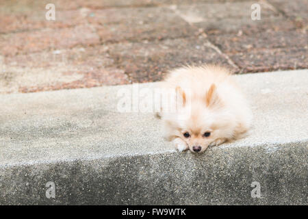 Einsame Pommerschen Hund warten Besitzer zurückkommen Stockfoto