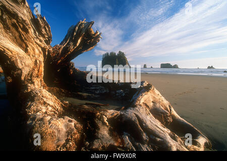 Treibholz am zweiten Strand, Olympic Nationalpark, Washington, Vereinigte Staaten von Amerika Stockfoto