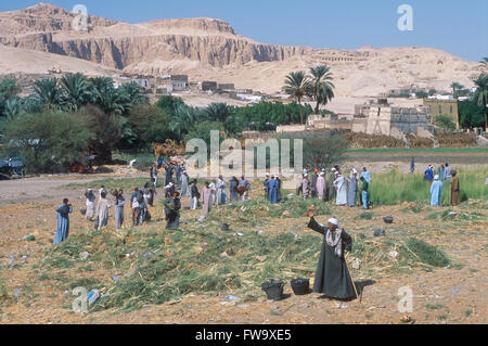 Arbeiter ernten Heu in einem Feld in der Nähe von Luxor, Ägypten Stockfoto