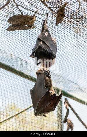 Fledermaus Schlafplatz auf der Insel Ile Aux Aigrettes in Mauritius. Stockfoto