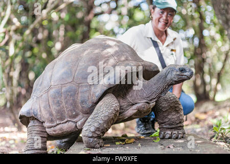 Ein Wildlife-Leitfaden mit Big Daddy, einer 90 Jahre alten Riesenschildkröte auf Ile Aux Aigrettes in Mauritius. Stockfoto