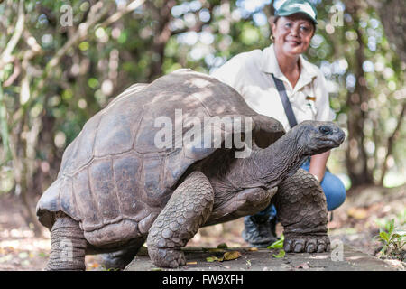 Ein Wildlife-Leitfaden mit Big Daddy, einer 90 Jahre alten Riesenschildkröte auf Ile Aux Aigrettes in Mauritius. Stockfoto