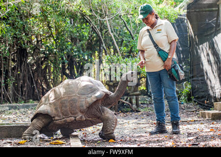 Ein Wildlife-Leitfaden mit Big Daddy, einer 90 Jahre alten Riesenschildkröte auf Ile Aux Aigrettes in Mauritius. Stockfoto